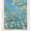 Almond Blossom