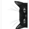Black Cat