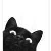 Black Cat