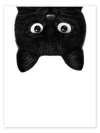 Black Cat Black Cat