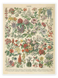 Flowers I (French)