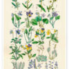 Medicinal and culinary herbs (German)