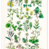 Medicinal and culinary herbs (German)