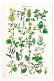 Medicinal and culinary herbs (German)