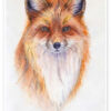 Morning Fox