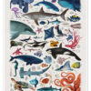 Ocean Wildlife