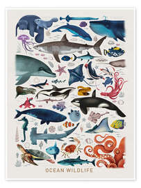 Ocean Wildlife