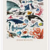 Ocean Wildlife