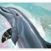 Orca Love