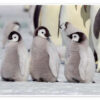 Penguins Hand in Hand
