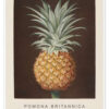 Pineappowl