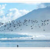 Seagulls above the Ocean Waves