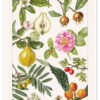 The Florist and Pomologist - Bijou Lemon