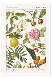 The Florist and Pomologist - Bijou Lemon The Florist and Pomologist - Bijou Lemon