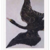 The Swan