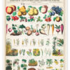 Vegetables and Legumes (French)